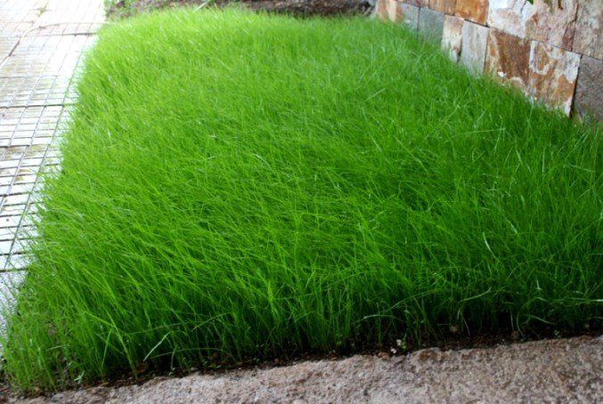 Как сажать газонную траву | Газон на даче своими руками